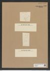 Triceratium dubium Brigthw. (de-Toni-Nr.: Genus 140, Species 4057) Zeichnungen Sammlung Grunow Nr. 7499 (NHMW-BOT-W0376624)